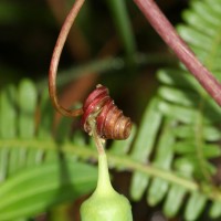 Adenia hondala (Gaertn.) W.J.de Wilde